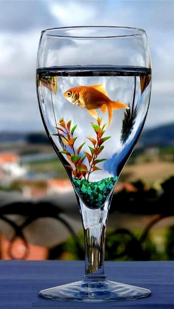 аквариум рыбка