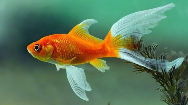 вуалехвост рыбка