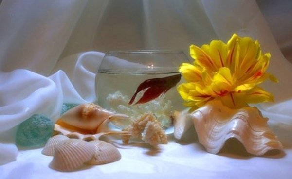 морской натюрморт