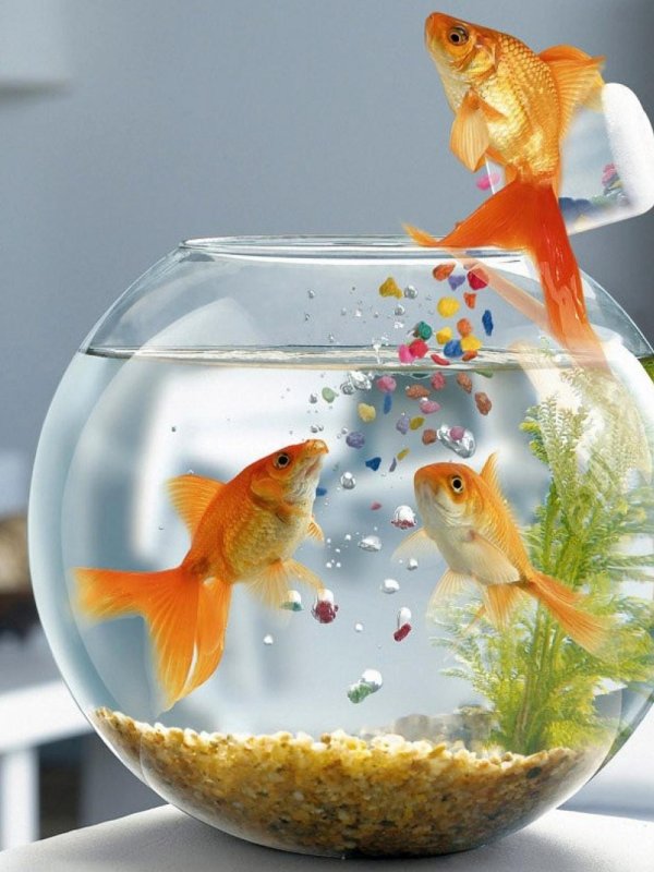 рыбка в круглом аквариуме
