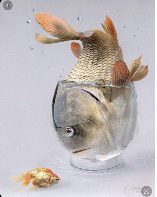 плавники у рыбки