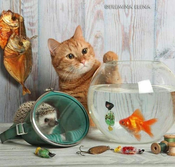 кот и ёжики елены ерёминой