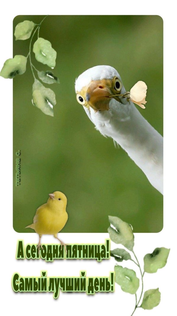 птица смешная