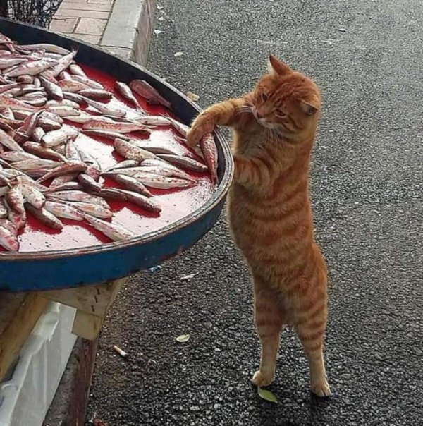 ворует рыбу