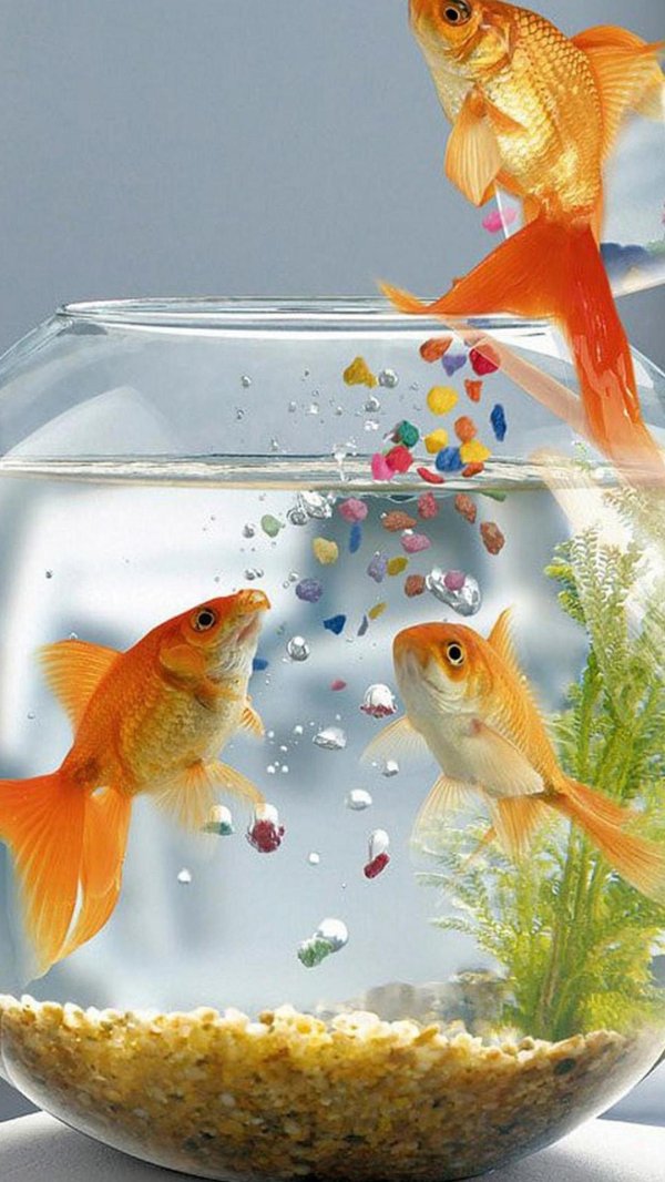 аквариум с рыбками