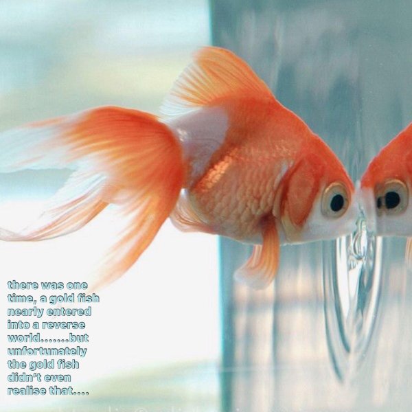 фантейл рыбка