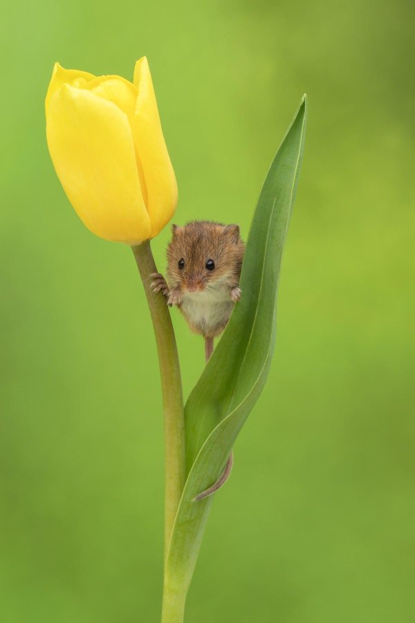 мыши малютки