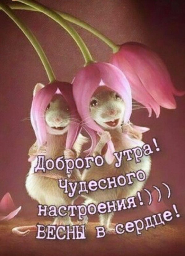 доброе утро крыски