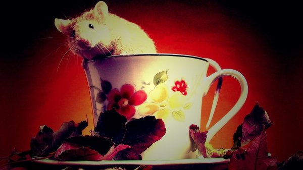 красивая мышка