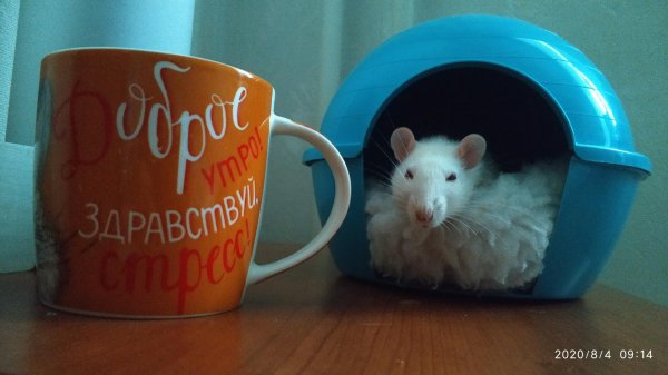 крыса дамбо