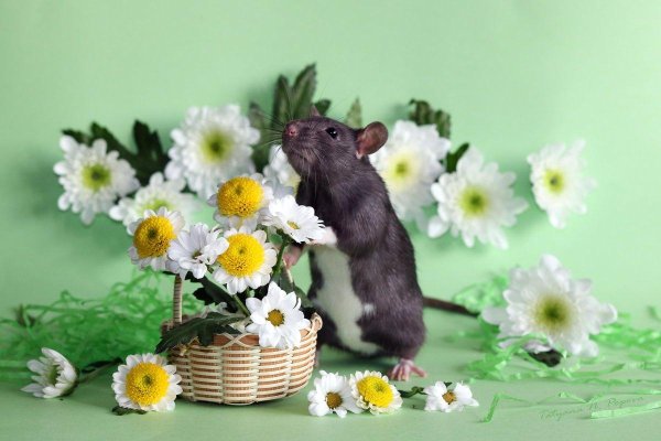 крыса декоративная