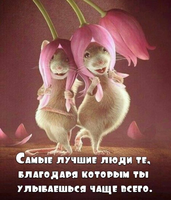 крысы подружки