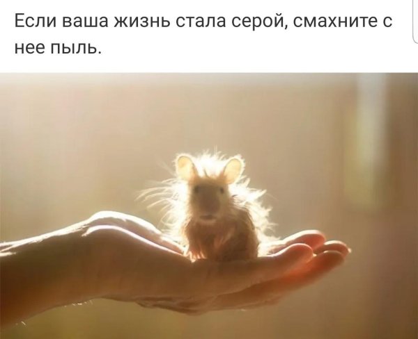 хомяки смешные