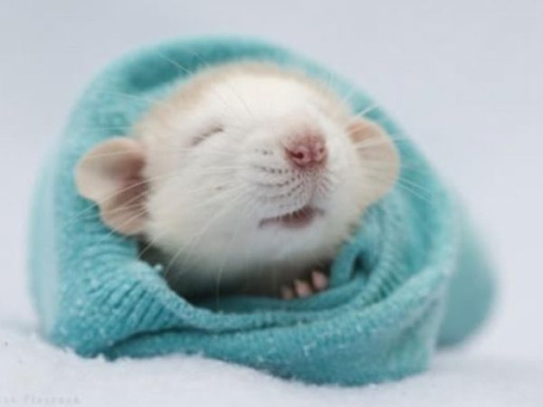 милые мышки