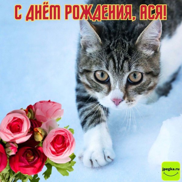 добрая кошка