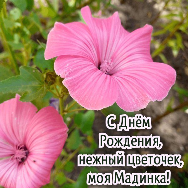 лаватера однолетняя