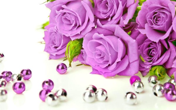 сиреневая роза