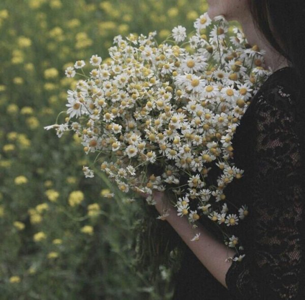 букет ромашек