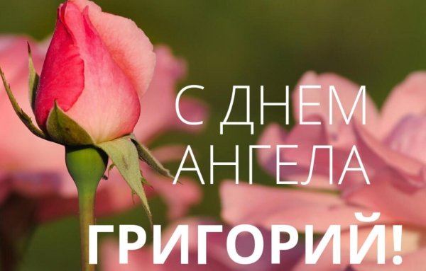 роза полубутон