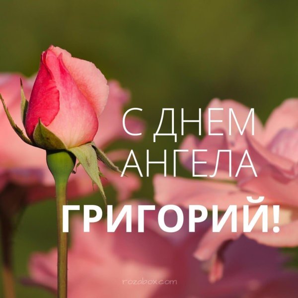 роза полубутон