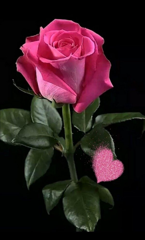 роза розовая