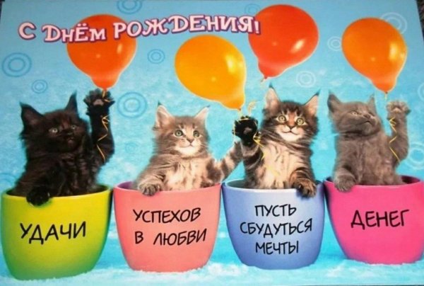 котики с днем рождения