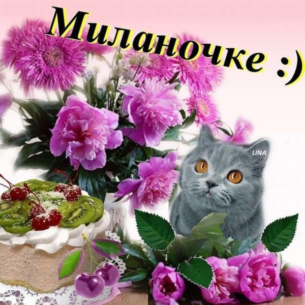 британская кошка