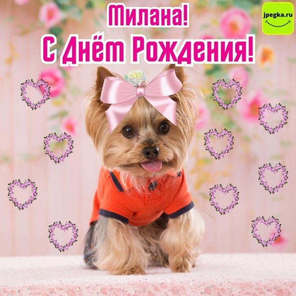 йоркширский терьер