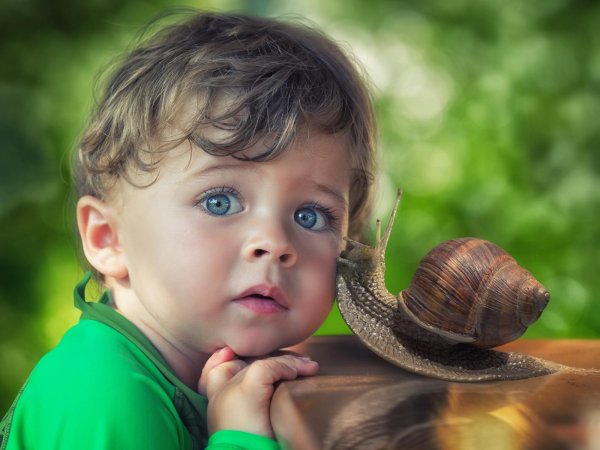 виноградная улитка