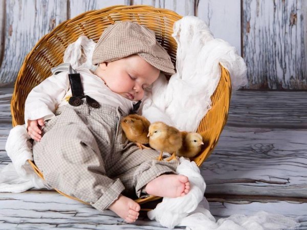 малыш спит цыпленок