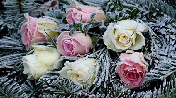 снег на розах