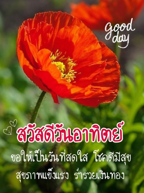 цветки мака