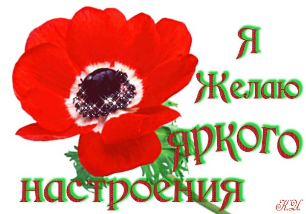 анемона красная