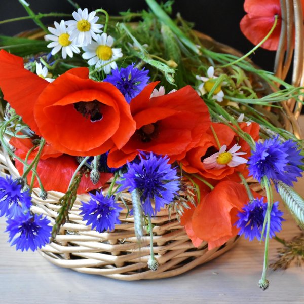 мак ромашка василек