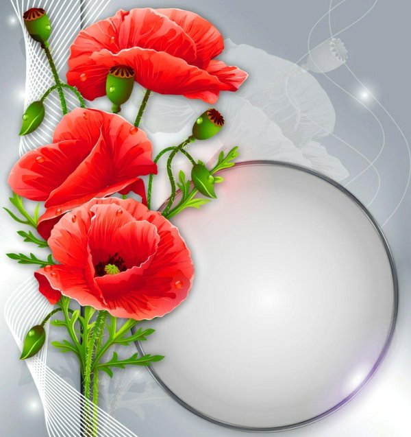 цветки мака