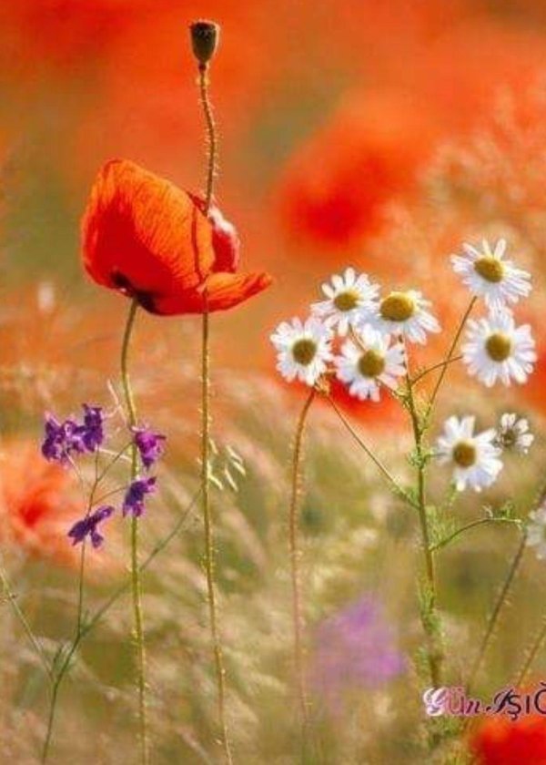 яркие полевые цветы