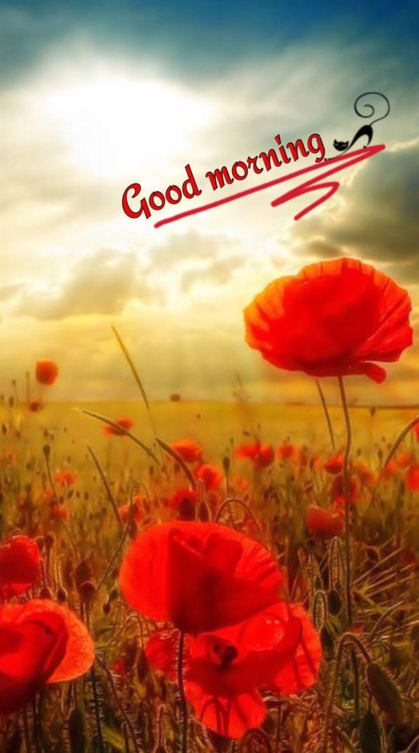 маковое поле