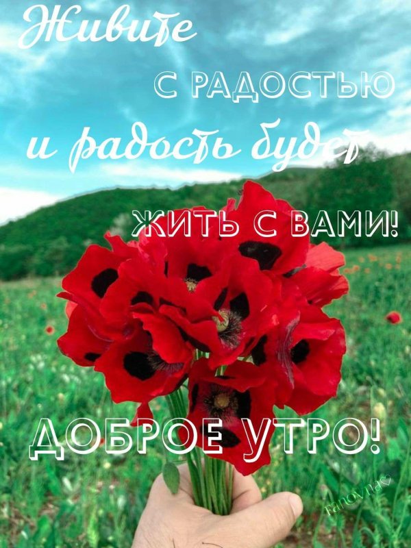 papaver chionophilum