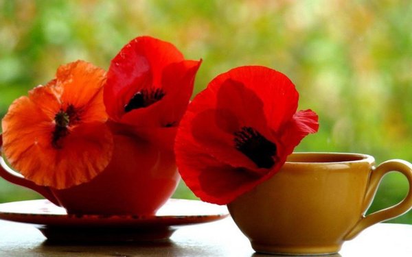 маковый чай