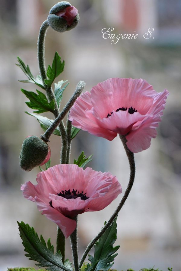 мак papaver