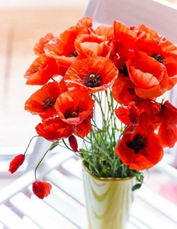 цветки мака