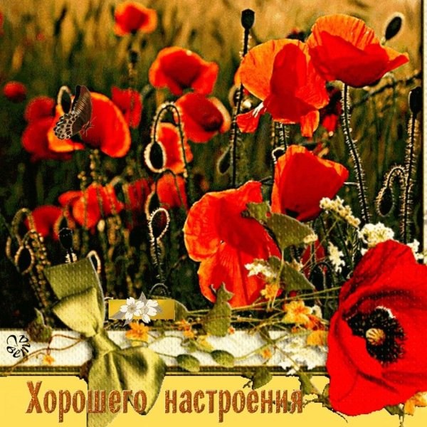 цветки мака