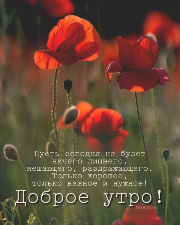 маковое поле