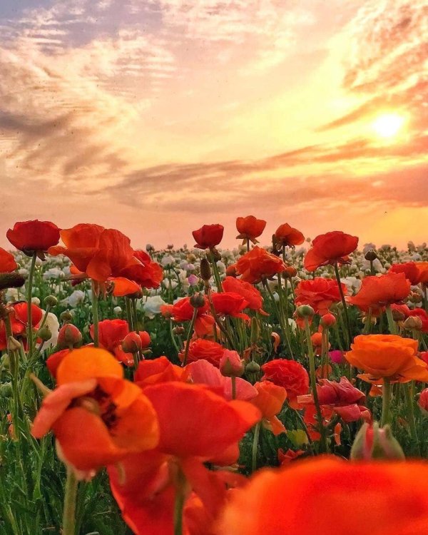 маковое поле