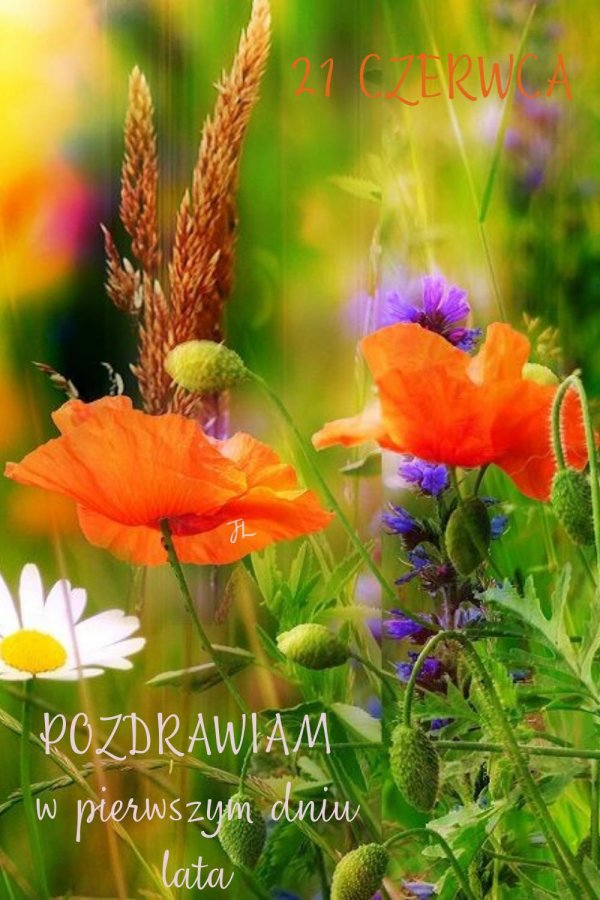 цветок полевой