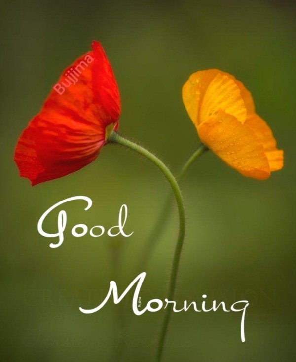 цветки мака