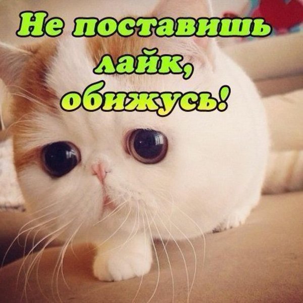 экзот снупи