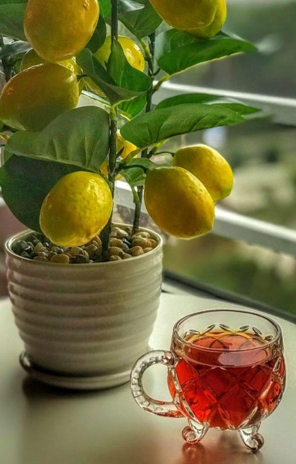 лимонное дерево