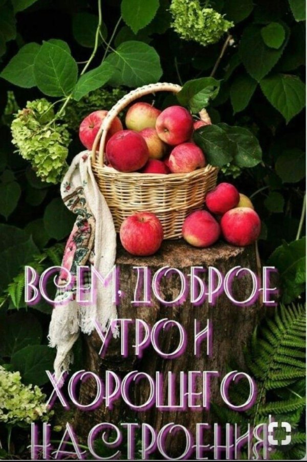 доброе августовское утречко