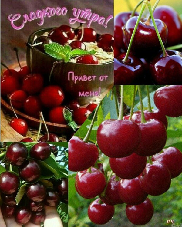 сорт вишни любская